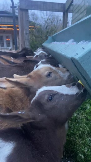 Goat Daddy's on TikTok