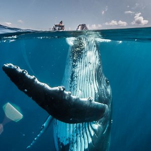 Firsthand Sightings Of Blue Whales #BlueWhales #Whales | Wild Animal World