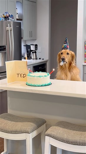 1.3M views · 67K reactions | My dog pulled the meanest birthday prank! #Dog #GoldenRetriever #DogsOfFacebook | Aguyandagolden | Facebook