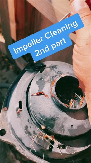 Impeller cleaning 2nd part #unspottedpoolservice #fyp