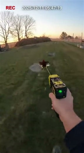 "Rooster Rampage: Dawn Patrol Police Chase"