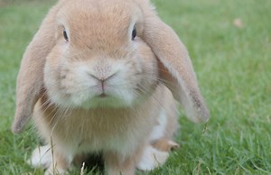 Expérimentation animale : le nombre de procédures effectuées sur des animaux dans les laboratoires français augmente - Elle