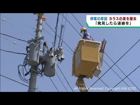 停電対策で電柱のカラスの巣を撤去 東北電力ネットワーク