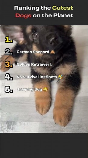 Ranking the Cutest Dogs on the Planet