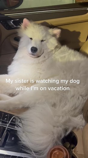 Wait for it 😂 #cats