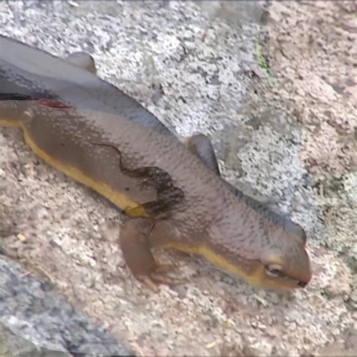 65K views · 4.3K reactions | It’s Amphibian Week!  Amphibians like...