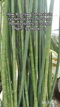 How to grow "Sansevieria cylindrica/African Spear Plant/Cylindrical Snake Plant" by leaves ?