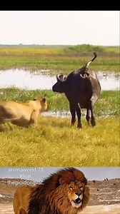 109K views · 428 reactions | Animal Life | DJ Dark | Facebook