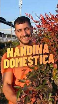 Nandina Domestica: The "immortal" plant that can withstand anything! 🌿❄️ #nandina #garden #plants