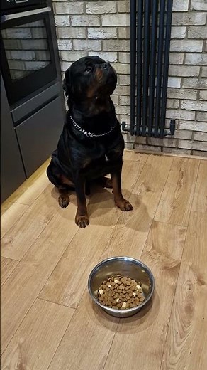 Rottweiler Positive Reinforcement Training ❤️😍