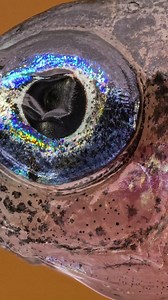 Fish Eye Under the Microscope in Super Zoom! 🤯 #macro #photography #zoom #macrozoom #macroworld #macrovideo #microscope #fish #eyes | Microworld Explorer