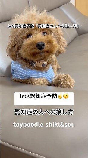 let's認知症予防「認知症の人への接し方」#トイプードル