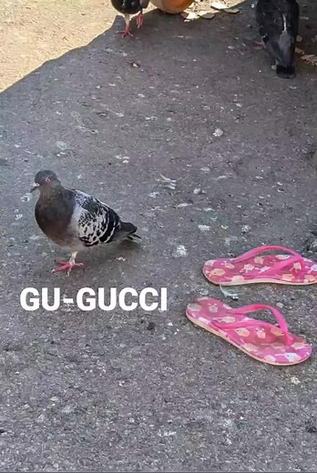 Bhad Bhabie's Gucci Flip Flops: The Complete Lyrics