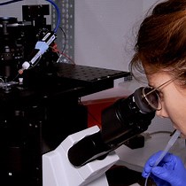 Video: The Use of the Patch-Clamp Technique to Study the Thermogenic Capacity of Mitochondria