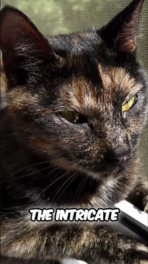 Unlocking the Secrets of Tabby and Tortoiseshell Cats