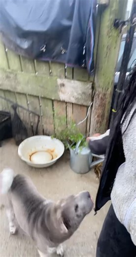 45K views · 380 reactions | My China & Kulture are THE best rat catchers ever R.I.P Ratatouille no.34567 來 #Sharpei #dogs #hunter #rat #goodmorning | My Pets Palace | Facebook