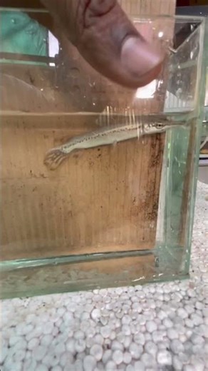 ALLIGATOR GAR🔥 FOR SALE 🔥Limited Stock!DM Now 📩