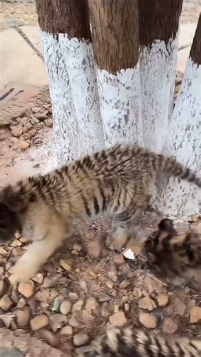 The adorable little tiger cubs are resting under the tree.🐯❤️ #tiger #animals #cute #zoo