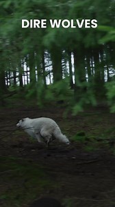 Dire Wolf Facts #wolves #direwolves | Connect Paranormal