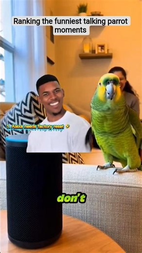 ranking the funniest talking parrot moments #denzelwashington #shortsviral