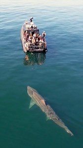 300K views · 6.3K reactions | Basking Shark 麗 That Mouth Is INSANE! #baskingshark #shark #sharks #sharksofinstagram #oceanlife #sealife | 1 Minute Animals | Facebook