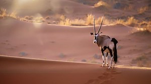 Everything New to Know in Namibia