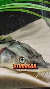 747K views · 10K reactions | Forrest's crazy new pets!  . . . . #fyp #sturgeon #sturgeons #fish #fishing #pond #aquascape #animal #animals #ponds #aquaculture #animal #animals #viral #podcastclips #NewPets #AquariumLife #PondPets #PodcastClips #hobby #hobbies #aquarium | The Wild Times Podcast | Facebook