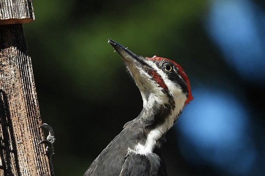7 Woodpeckers in Connecticut (Pictures) - Bird Feeder Hub