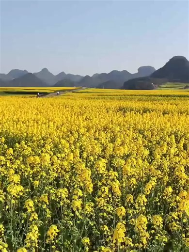 Spring has arrived in Yunnan! Endless fields of blooming rapeseed flowers paint the landscape, blending with karst peaks and charming villages. A must-visit spring destination for nature lovers and photographers alike. #Spring