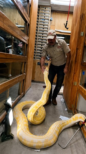Giant mother python strikes repeatedly during a tense handling session