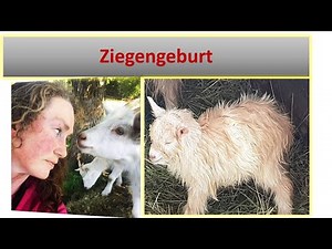 Ziegengeburt