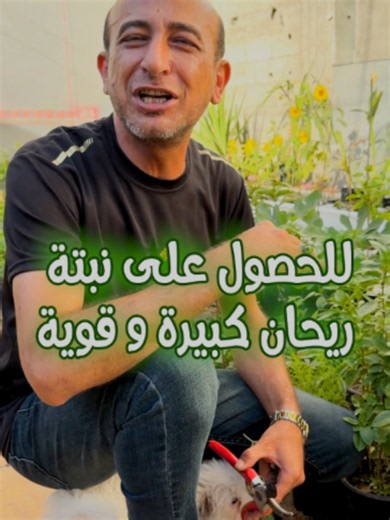 ‏للحصول على نبتة ريحان كبيرة و قوية و معمرة #basil #الريحان | Basil Plant