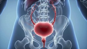 Human Anatomy Animation Displaying Urinary System Inside Body