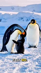 emperor penguin life cycle fact's #penguins #animals #discovery #nationalgeographic #birdlife #trending #foryoupagereels #unitedstates #education @highlight | M.r Solo