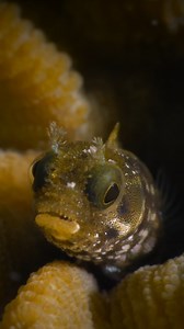 🐠 Did you know? Secretary Blennies are like the little office workers of the sea! 📝 These adorable fish got their name because of their unique behavior of perching on coral or rock formations, looking as if they're jotting down notes or keeping tabs on their underwater kingdom! 🌊🖊️ Don't underestimate their tiny size though, they play a big role in coral reef ecosystems by munching on algae and keeping things tidy! 🌿 #blennies #underwaterreels #divefriendsbonaire #bonaireisland #uwmacro #un