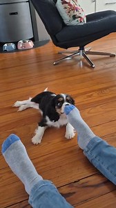 A l'attaque !! | Élevage cavaliers king charles des hauts de sianne SCEA