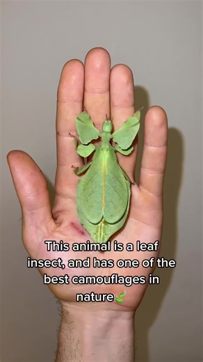 letmebugyou on TikTok