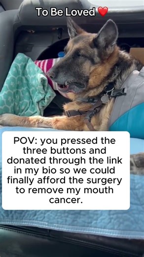 Help Jagger Beat Oral Cancer: The Amazing Story of a Rescued Therapy Dog