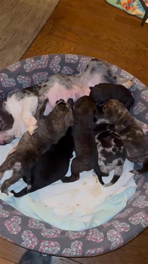 Pupdate from foster momma Naomi on Oreo Noel and her kids: The babies had a VIP visit yesterday, and she came bearing amazing goodies! The puppies are absolutely obsessed with their new play gym (thank you so much to whoever donated it!), and even Oreo Noel couldn’t resist joining in. We’ve learned that Oreo Noel loves squeaky toys… though she can be a bit destructive with them. 😅 DNA tests have officially been submitted, and we can’t wait to see what comes back! As the pups start approaching t