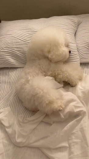 💤 Dreaming of treats and tummy rubs 🐾💖 #SleepingPuppy #FluffyDreams #SweetSleep #PuppyLove #CozyVibes | Fluffy ASMR
