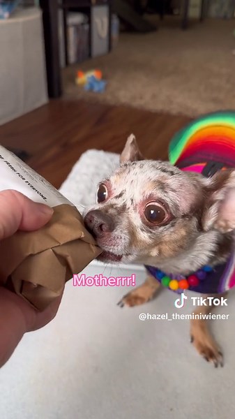 Chiweenie Taco Time! 😋🌮