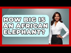 How Big Is An African Elephant? - The Wild Life Explorer