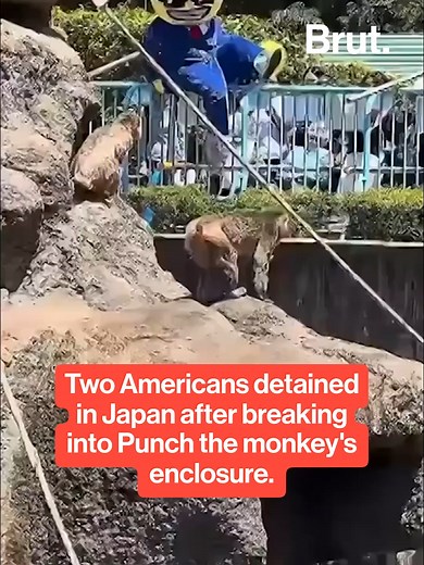 Authorities in Ichikawa, Japan have detained two Americans who posted a video of themselves entering the viral monkey Punch's enclosure this weekend. Officials at the zoo said that “No abnormalities have been observed among the animals.” They announced that starting Tuesday, they will restrict the viewing area at Punch's enclosure and install “intrusion prevention nets” as well as institute “permanent patrols