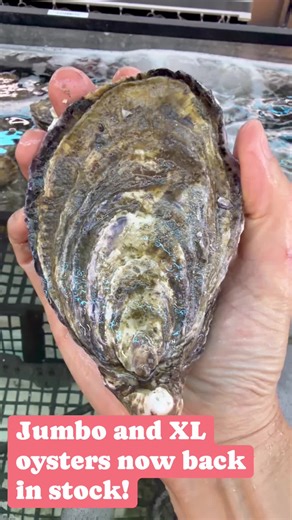 MadamSeafood on Instagram: "Our premium Jumbo and XL LIVE Oysters are officially back in stock at Madam Seafood! If you’ve been waiting for those massive, meaty, and super-fresh oysters, now is your chance. These are live and bursting with that fresh ocean flavour—perfect for the ultimate Christmas platter or for the true oyster connoisseur who wants the best of the best! 🥂🌊 Don't settle for small when you can have the "Rolls Royce" of oysters. 🐚✨ Get in quick, as these big beauties always se