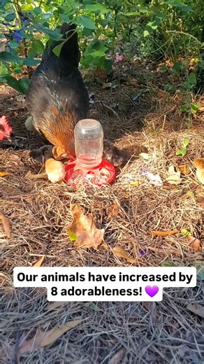 Lady at only 6 months old, has hatched out 8 adorable babies. She is a wonderful momma and we are so excited. The other young hens are very curious but also gentle and kind to our new additions  More chicky cuteness coming your way  Wanna visit the farm? Check out the link in our profile. Lots of great events coming up. Love you guys and hope to see you soon! . . . #babychicks #newarrivals #farmlife #sohappy #sweetness | Avery Family Farm | Facebook