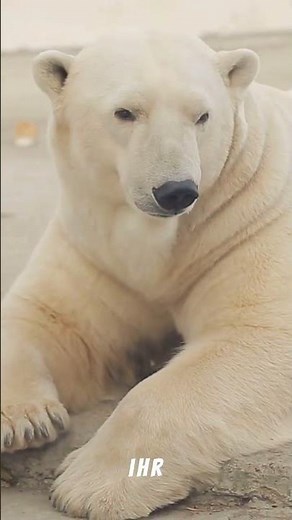 ❄️ Incredible abilities of polar bears 🐻‍❄️