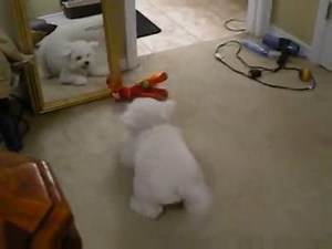 Dog vs Mirror | Lookat Pet