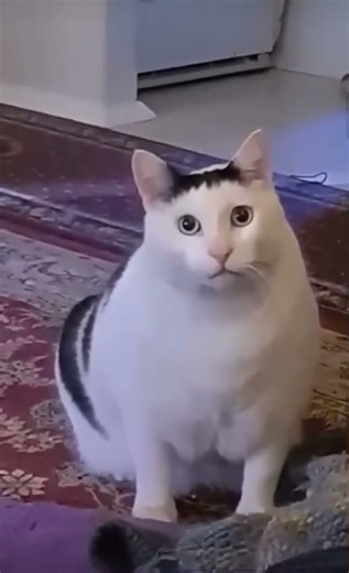 i caught you in 4k📸😂 #catmeme