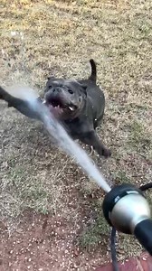 1.4K views · 177 reactions | ❤️‍啕Can we just take a minute to say….ANIMAL RESCUE IS HARD! Sometimes our page may get a little sad, so we thought we would share something simply for smiles ☺️ Please enjoy this video of our alumni Fish enjoying one of life’s greatest treasures….the water hose!! Any of you dogs love water?! Please share in the comments! Let’s make this a post simply for happiness :) | Mutt Misfits Animal Rescue Society | Facebook