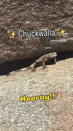 CHUCKWALLA HOORAY